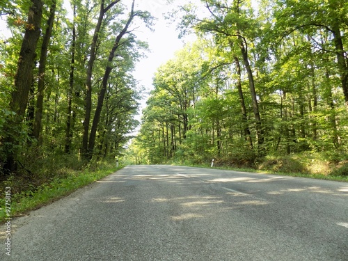 Asphalt road in deciduous forest