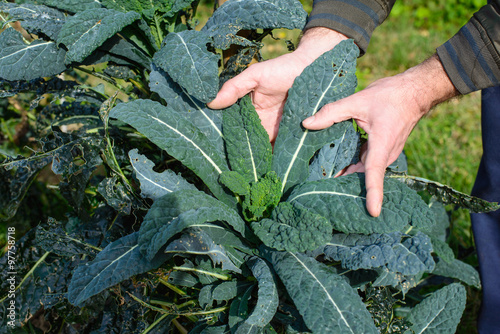 Pianta di Cavolo Nero, sviluppo curare, Agricoltura
