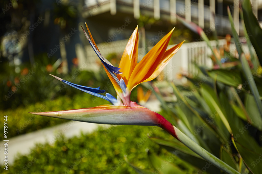 Obraz premium Paradiesvogelblume 01