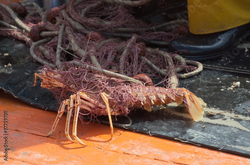 L'aragosta intrappolata