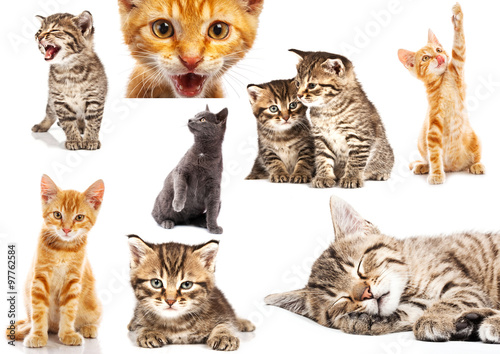 Set of cat isolated