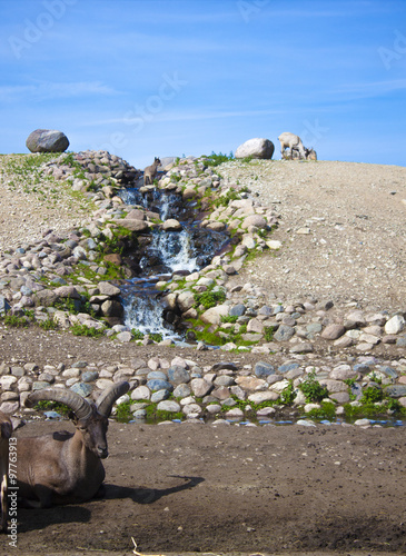 Buck at a hill photo