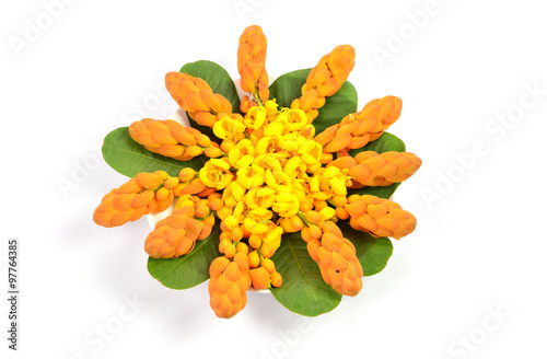 Yellow candle bush flower on white background photo