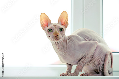 Cat sphynx on light background