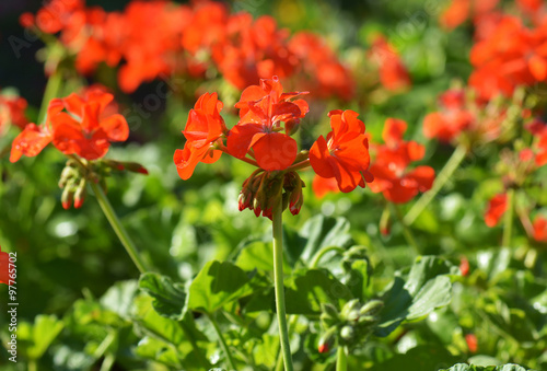 Fototapeta Naklejka Na Ścianę i Meble -  Red bicolor geraniums in the garden