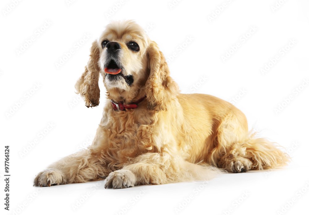 American cocker spaniel isolated on white