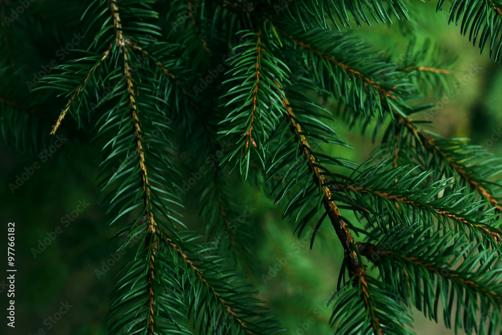 Spruce background Spruce background