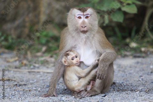 Baby monkey eating milk from  mother