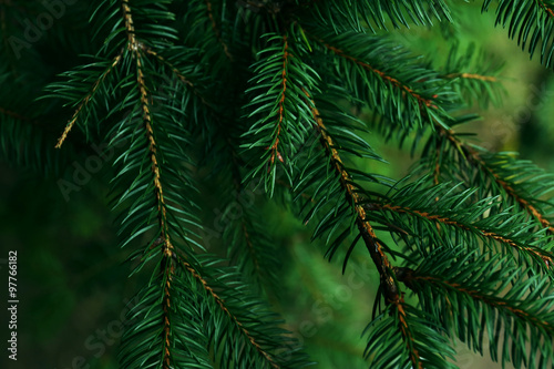 Spruce background