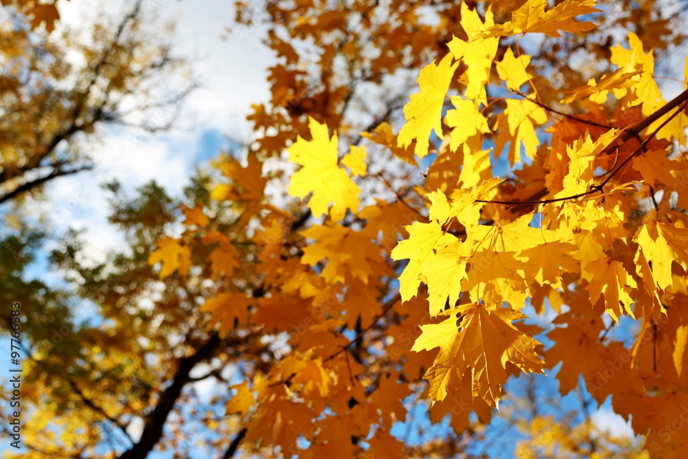 Tree branches closeup