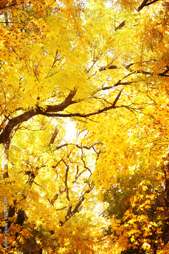 Autumn park on a sunny day Autumn park on a sunny day