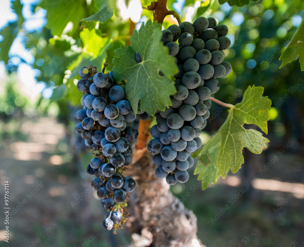 Naklejka premium Napa