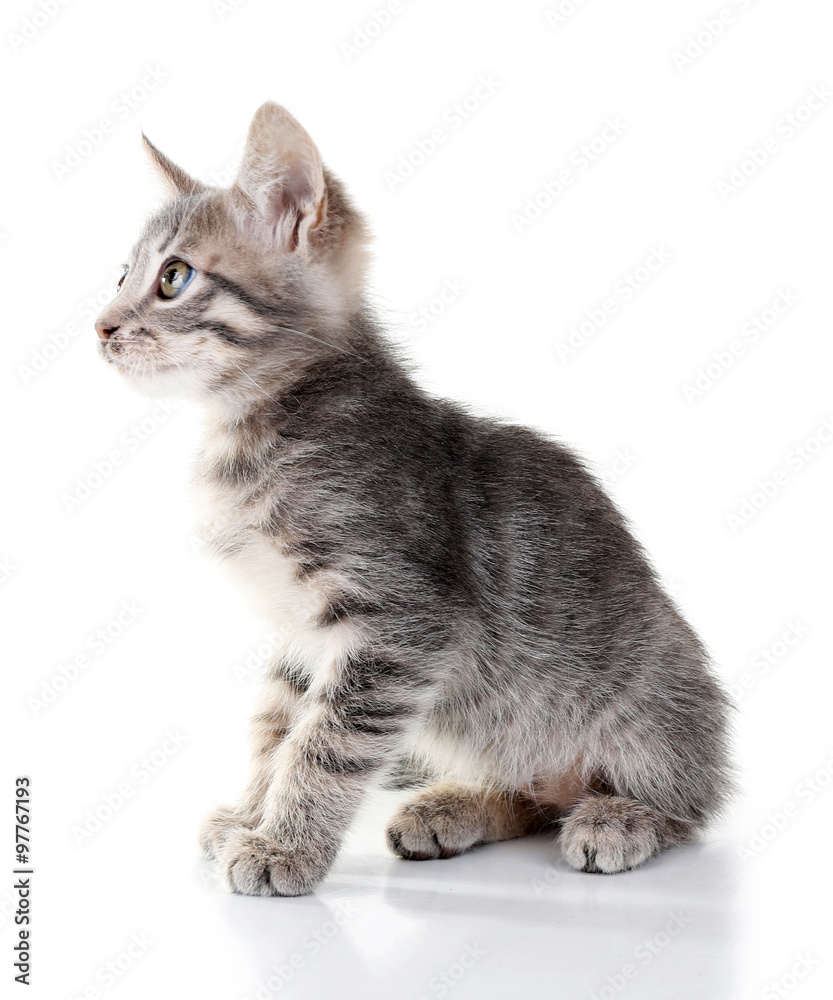 Obraz premium Ładny mały kotek szary, na białym tle