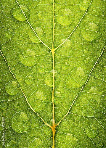 green leaf texture with water droplet, one shot