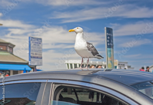 Seagull Bird Sitting On Top of the Car Roof in San-Francisco.