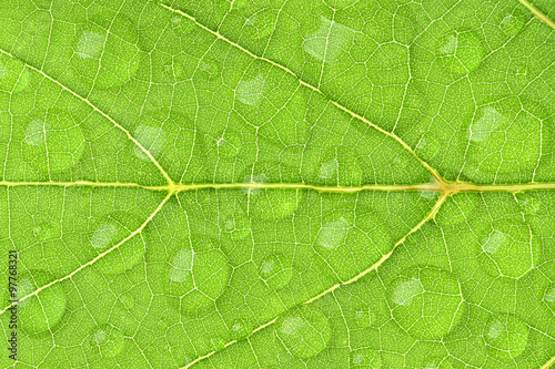 green leaf texture with water droplet, one shot