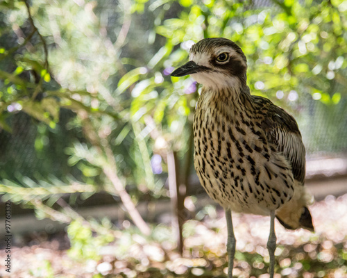 Close up of a bush stone curlew cleland wildlife