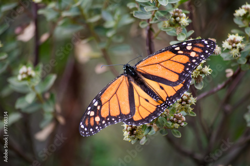 Hermosa mariposa Monarca exhibe su belleza en el Santuario El Rosario Michoacán. #97768354