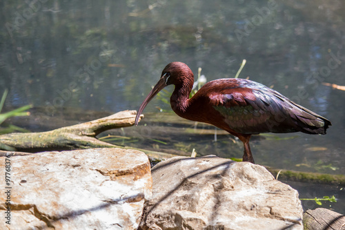 glossy ibis plegadis falcinellus south australia cleland