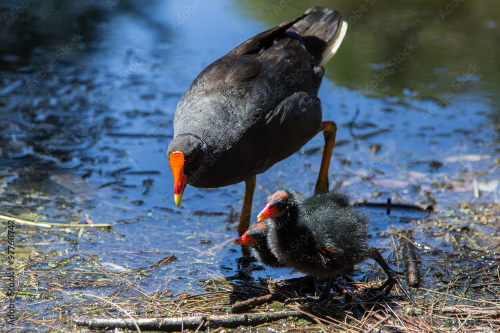 Purple Swamphen Porphyrio porphyrio in South Australia