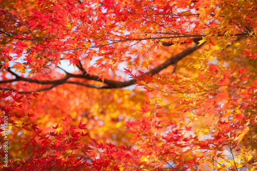 鮮やかな紅葉