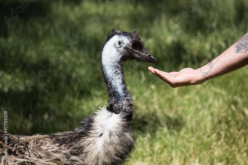 Australian emu at cleland wildlife park