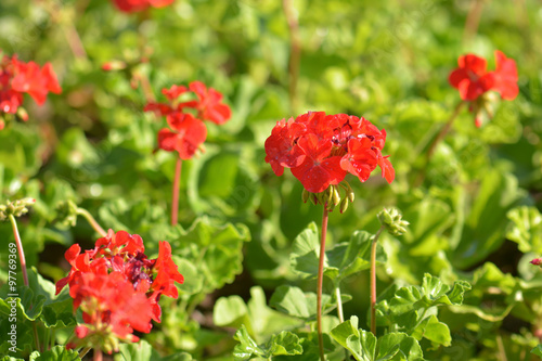 Red bicolor geraniums in the garden