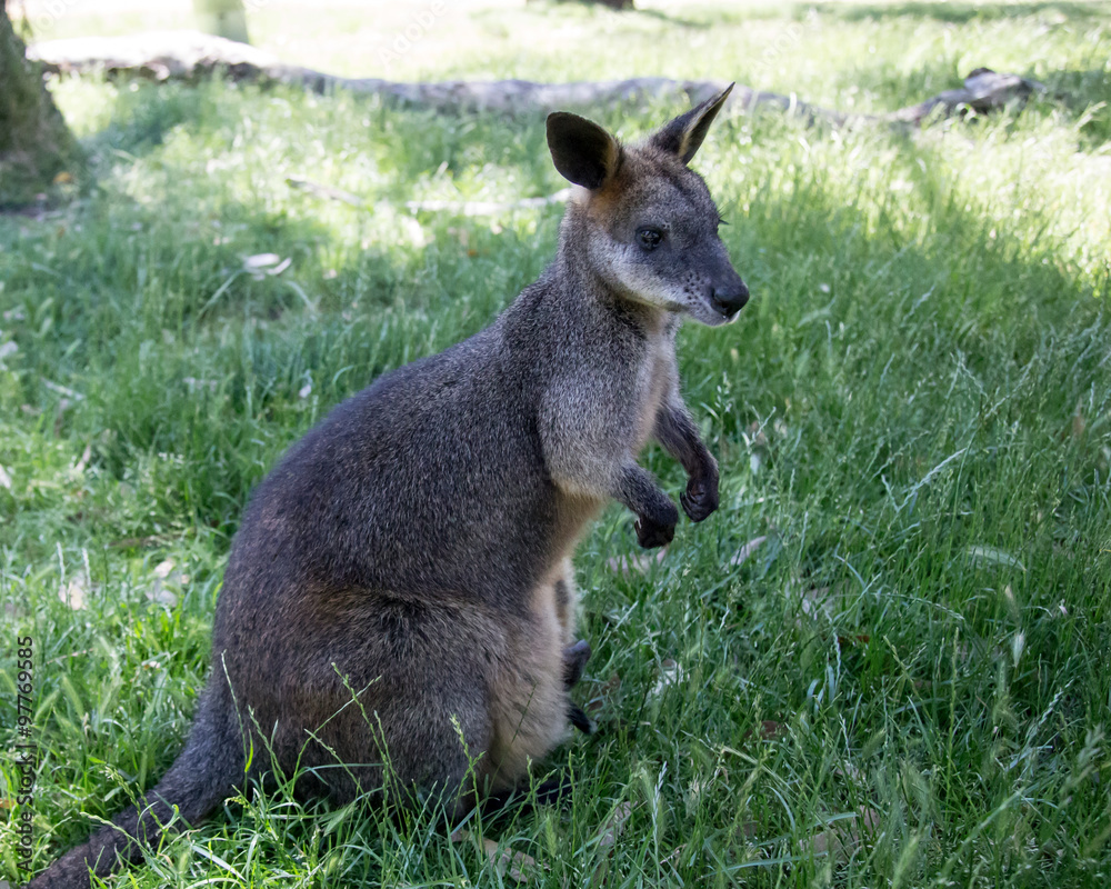 Fototapeta premium Red-necked Wallaby Macropus rufogriseus