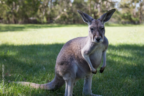 Kangaroo at Cleland wildlife park south australia