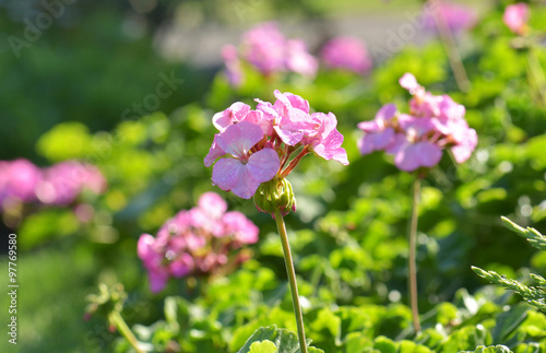 Fototapeta Naklejka Na Ścianę i Meble -  pink geranium flower in sun shine