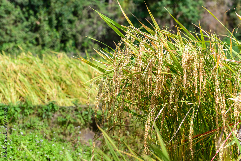 Close up of golden rice paddy in rice field. Close up of golden rice paddy in rice field.