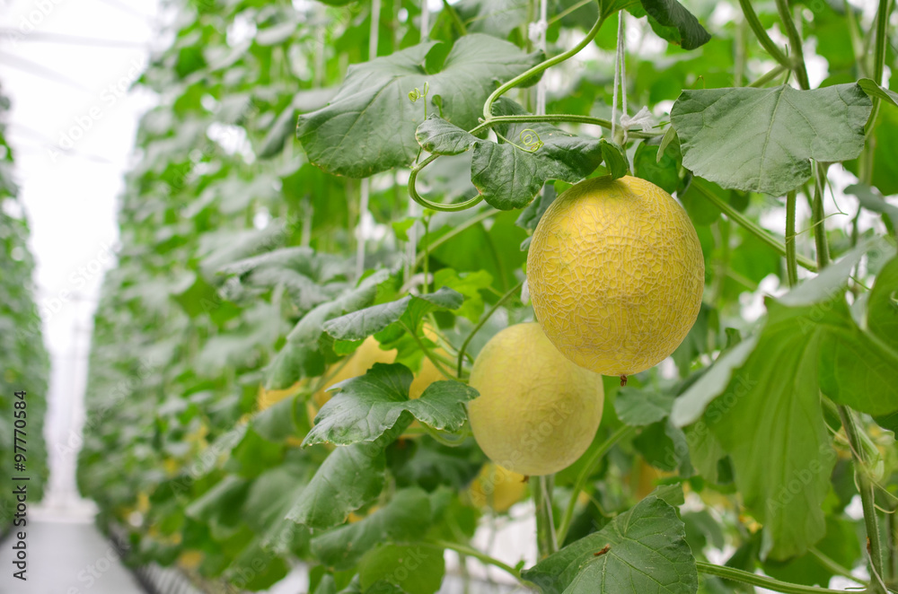 Melon garden