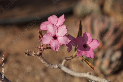 Pink flowers on Adenium obesum swazicum blooms from November through may in Swaziland. photo