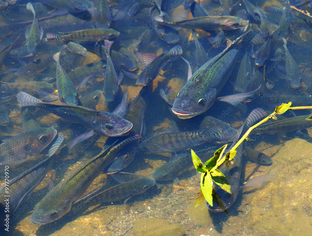 The Convict Cichlid (Amatitlania nigrofasciata). Shoal of fish, brook in  rainforest on Reunion Island. Stock Photo