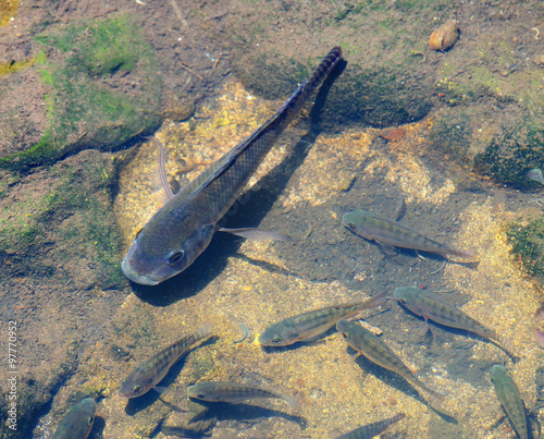 The Convict Cichlid (Amatitlania nigrofasciata). Shoal of fish, brook in rainforest on Reunion Island. photo