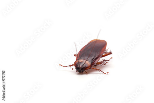 Cockroach on a white background