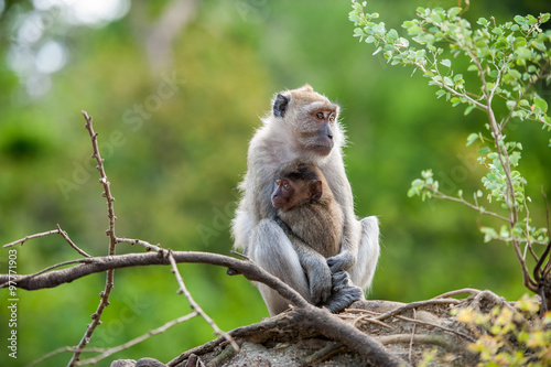 Monkeys