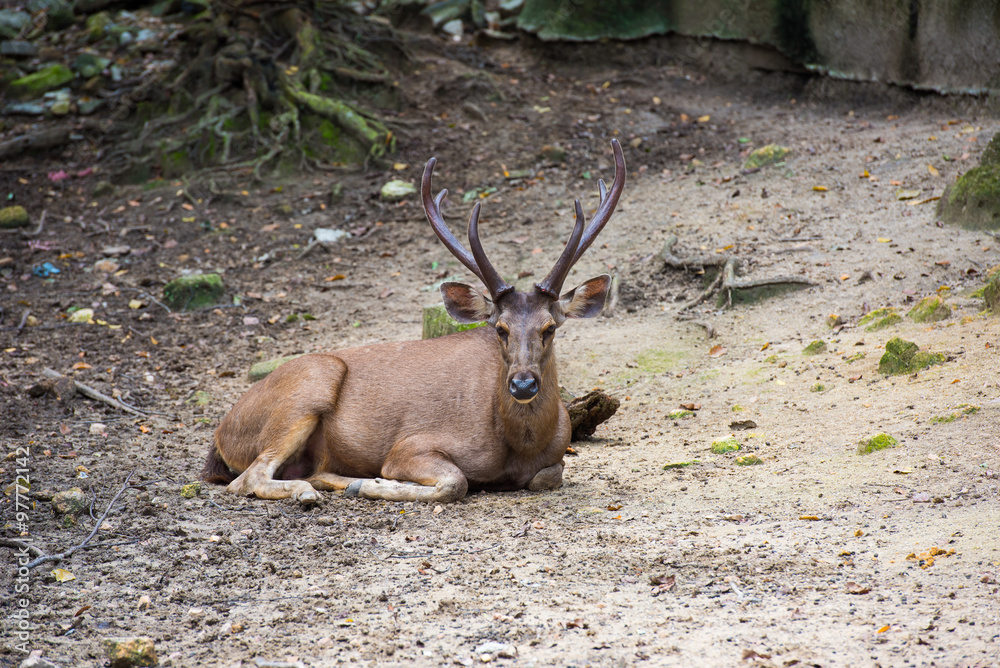 Fototapeta premium Deer
