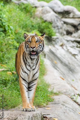 Fototapeta Naklejka Na Ścianę i Meble -  Asian Tiger