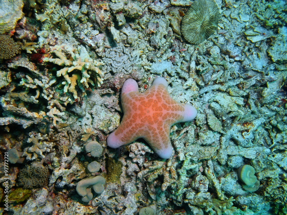 Starfish, Island Bali