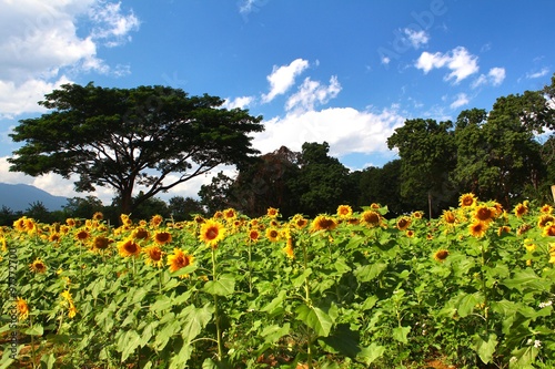 Fototapeta Naklejka Na Ścianę i Meble -   Sunflower garden in doi luang chiang dao at chiangmai thailand