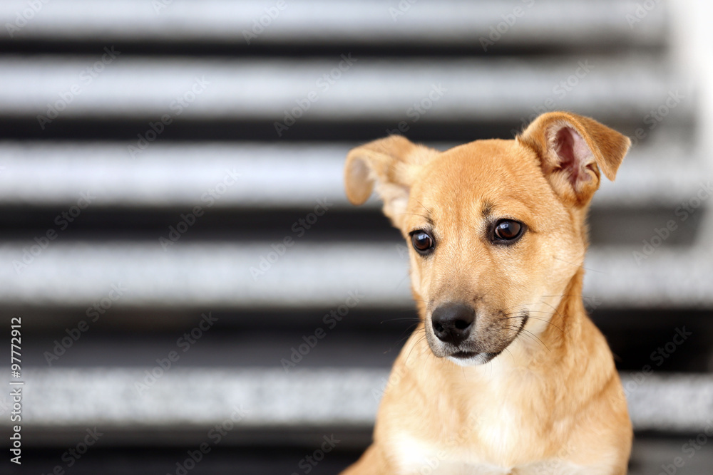 Small cute funny dog on stairs Small cute funny dog on stairs