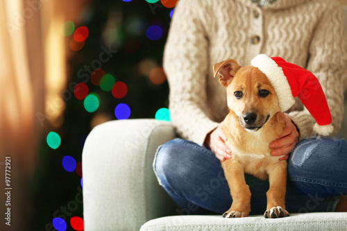 Female person holding small cute funny dog at chair on Christmas tree background