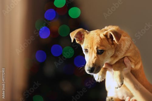 Small funny cute dog in hand on blurred Christmas background