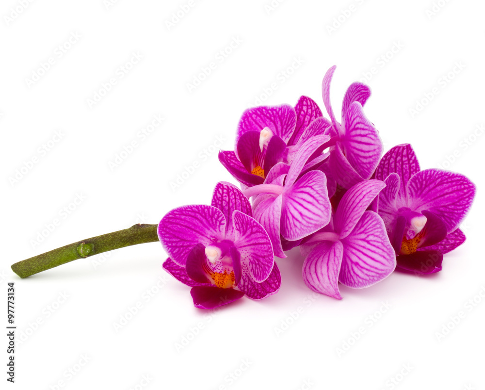 Obraz premium Orchid flower head bouquet isolated on white background cutout