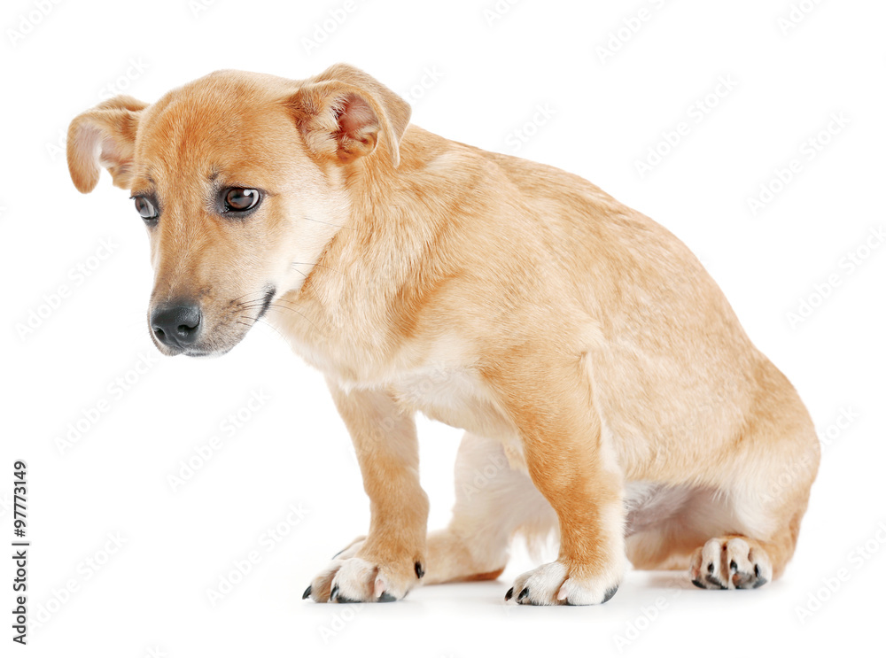 Small funny cute dog, isolated on white