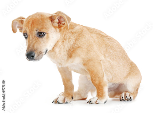 Wallpaper Mural Small funny cute dog, isolated on white Torontodigital.ca