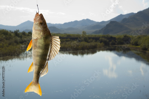 Canvas Print European perch (Perca fluviatilis)
