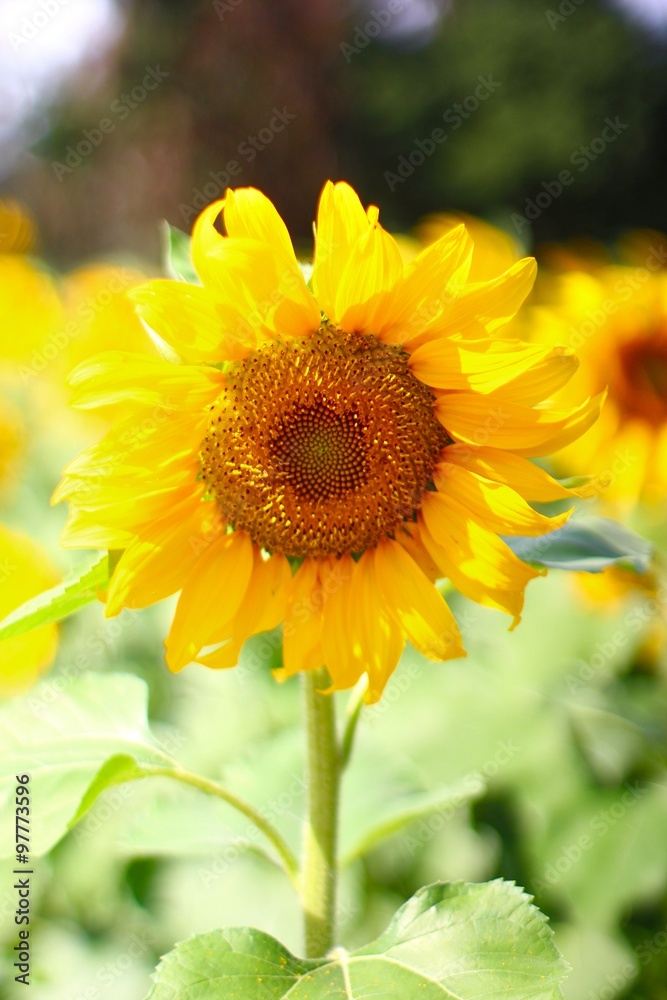 Sunflower garden in doi luang chiang dao at chiangmai thailand Sunflower garden in doi luang chiang dao at chiangmai thailand