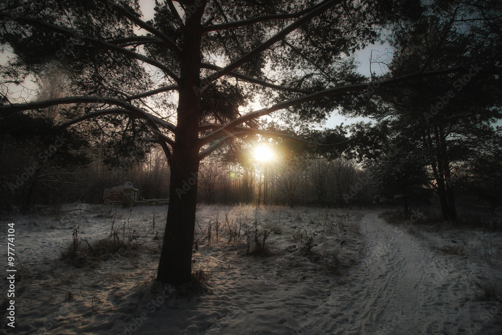 Fototapeta premium Winter pine forest